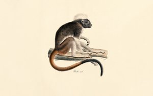 White-headed Red Colobus Monkey by Jacques Christophe Werner
