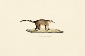 White-nosed Coati (Female) by Jacques Christophe Werner