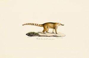 White-nosed Coati (female, lighter variant) by Jacques Christophe Werner