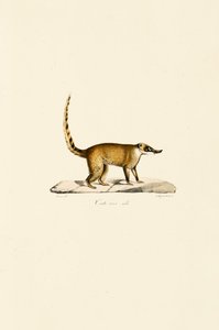 White-nosed Coati (Male) by Jacques Christophe Werner