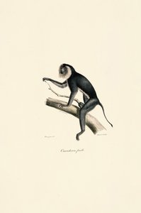White-shouldered Marmoset (female) by Jacques Christophe Werner