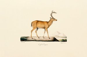 White-tailed Deer