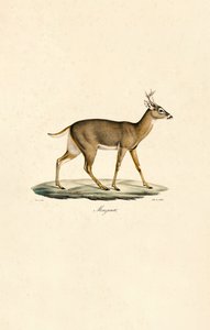 White-tailed Deer by Jacques Christophe Werner