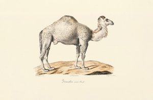 White Dromedary by Jacques Christophe Werner