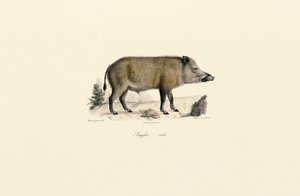 Wild Boar by Jacques Christophe Werner