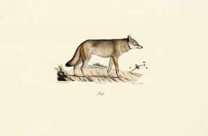 Wolf by Jacques Christophe Werner