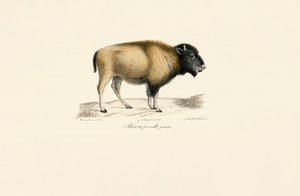 Young American Bison
