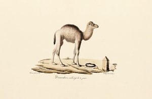 Young Dromedary Camel