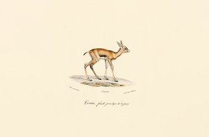 Young Female Blackbuck