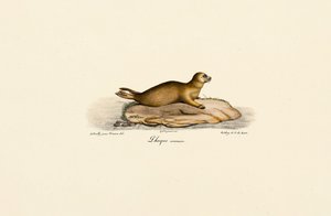 Young Harbor Seal