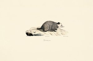 Young Opossum by Jacques Christophe Werner