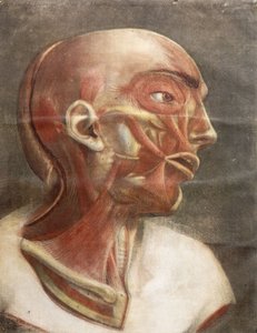 Anatomical Head, from 