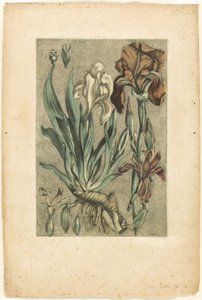 Iris Florentina, from Collection of Usual, Curious, and Foreign Plants