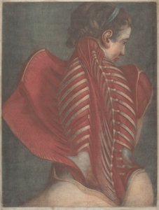 The Anatomical Angel by Jacques Fabien Gautier dAgoty