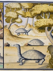 Turtles, from log book by Jacques Gouin de Beauchesne