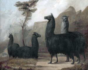 Alpacas by Jacques Laurent Agasse