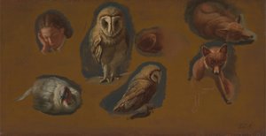 Studies of a Fox, a Barn Owl, a Peahen, and the Head of a Young Man