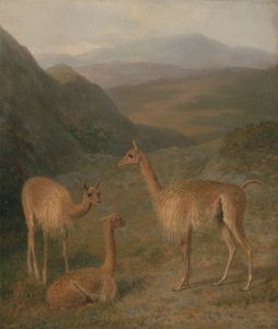 Vicunas by Jacques Laurent Agasse