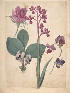 A Sheet of Studies of Flowers: A Rose, a Heartsease, a Sweet Pea, a Garden Pea, 16th century by Jacques Le Moyne