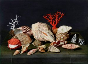 Still Life with Shells and Corals