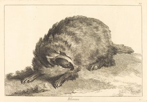 Badger