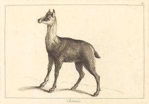Chamois by Jacques Philippe Le Bas and Jean Eric Rehn after Jean Baptiste Oudry