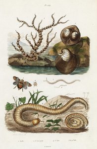 Bamboo Coral, Oxheart Clam and Planthoppers by Jacques Reyne Isidore Acarie Baron
