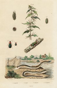 Sea Lamprey and Beetles by Jacques Reyne Isidore Acarie Baron
