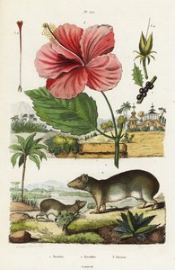 Rock Cavy and Chinese Hibiscus by Jacques Reyne Isidore Acarie Baron