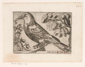 Bird (Chuta marina) (Birds Series) by Jacques de Fornazeris (possibly)