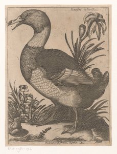 Duck by Jacques de Fornazeris
