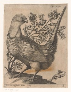 Pheasant by Jacques de Fornazeris