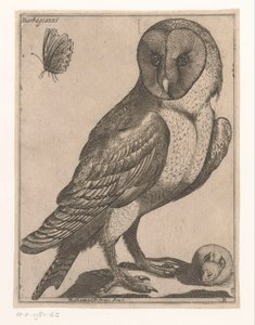 Barn Owl (series title: Nine Birds) by Jacques de Fornazeris
