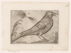 Starling (Sturnus vulgaris) (Storno) (Birds) by Jacques de Fornazeris