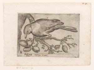 Bird by Jacques de Fornazeris