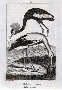 Balearic Crane and White Stork, from 
