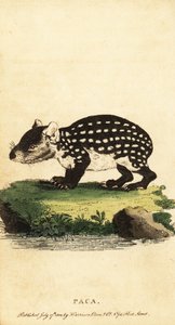 Lowland Paca or Spotted Paca, Cuniculus paca by Jacques de Seve