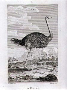 The Ostrich, from 
