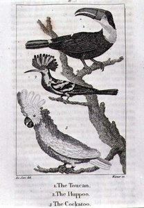 The Toucan, The Huppoo and The Cockatoo, from 