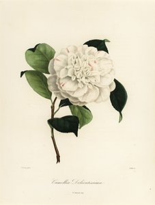 Camellia japonica variety, Camellia delicatissima by Jakob (after) Jung