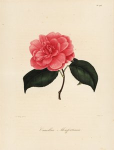 Camellia Japonica Variety, Camellia monfortiana by Jakob (after) Jung