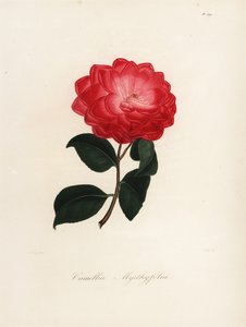 Camellia Japonica Variety, Camellia myrthyfolia by Jakob (after) Jung