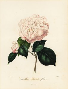 Camellia japonica variety by Jakob (after) Jung