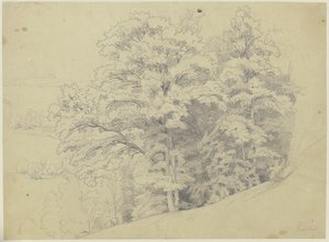Piece of a Forest on a Slope
