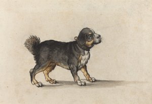 A Mastiff with a Gold-Tooled Collar by Jakob Walther