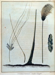 Cyperus Papyrus, Strain of Egypt - from 