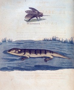 Fly and Lizard - in 