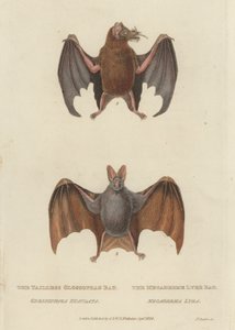 Tailless Glossophag Bat and Megaderme Lyre Bat by James (after) Basire