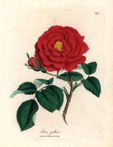 Crimson officinal rose, Rosa gallica, from a botanical illustration by James Sowerby from William Woodville and Sir William Jackson Hooker