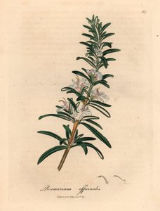 Light blue flowered rosemary, Rosmarinus officinalis, from a botanical illustration by James Sowerby from William Woodville and Sir William Jackson Hooker